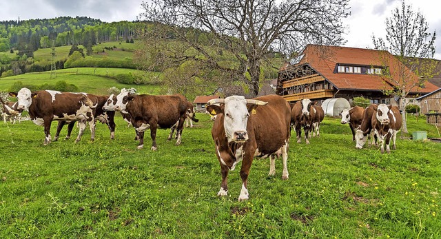 Beratungs- und Informationsveranstaltu... attraktiver fr  Dorfurlauber machen.  | Foto: klaus Hansen