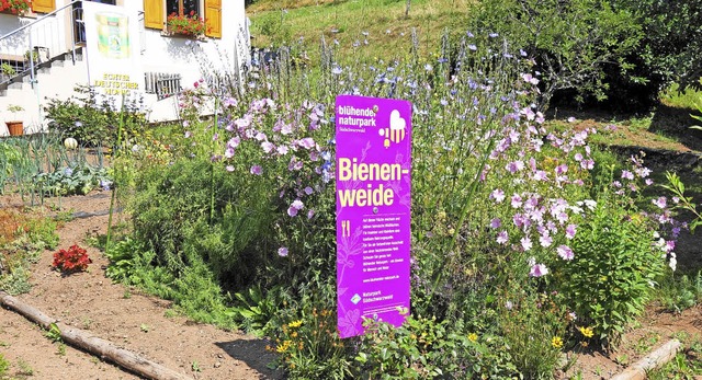 Am Sonntag drehte sich alles um die Bi... &#8222;Bienenweide&#8220; im Garten.   | Foto: Gudrun Gehr