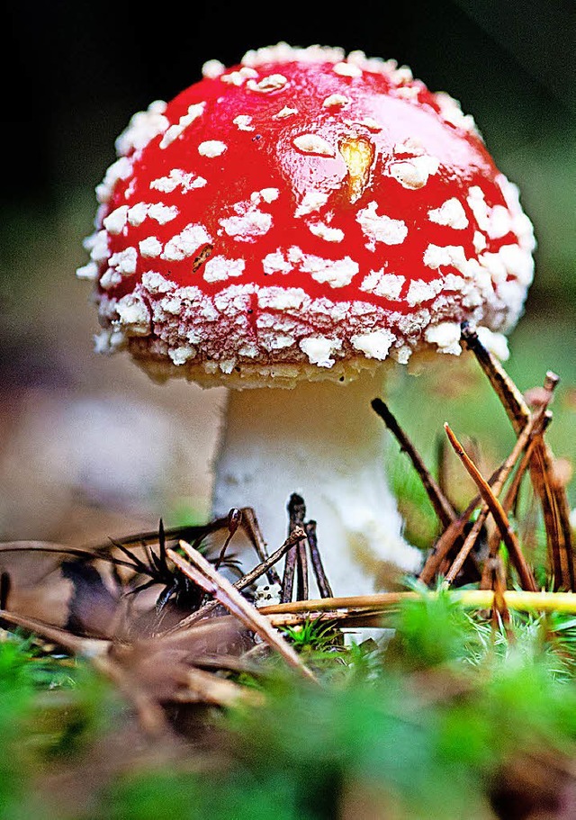 Drei Fotografen  zeigen das Belchenland in Bildern.  | Foto: p.pleul (dpa)