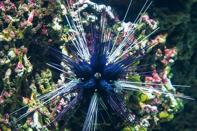 Der Diademseeigel: Zehn Zentimeter lan...mit Gift gefllt sind seine  Stacheln.  | Foto: Zoo Basel (Torben Weber)