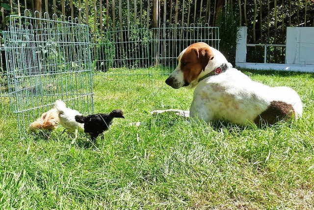 Mischlingshund Sammy hat das Federvieh im Blick.   | Foto: Heidrun Simoneit