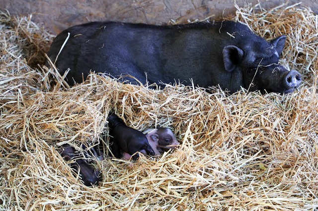 Erst wenige Tage alt sind die  Baby-Ferkel des gefundenen Hngebauchschweins.  | Foto: Christoph Breithaupt