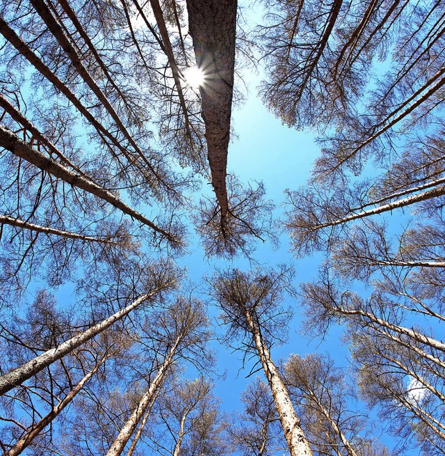 Der Wald ist fr viele Kommunen eine gute Einnahmequelle.   | Foto: dpa