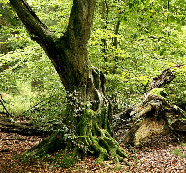 Ein unheimlicher Ort? Frher einmal. H... der Wald Naturheilpraxis fr Stdter.  | Foto: Uwe Zucchi