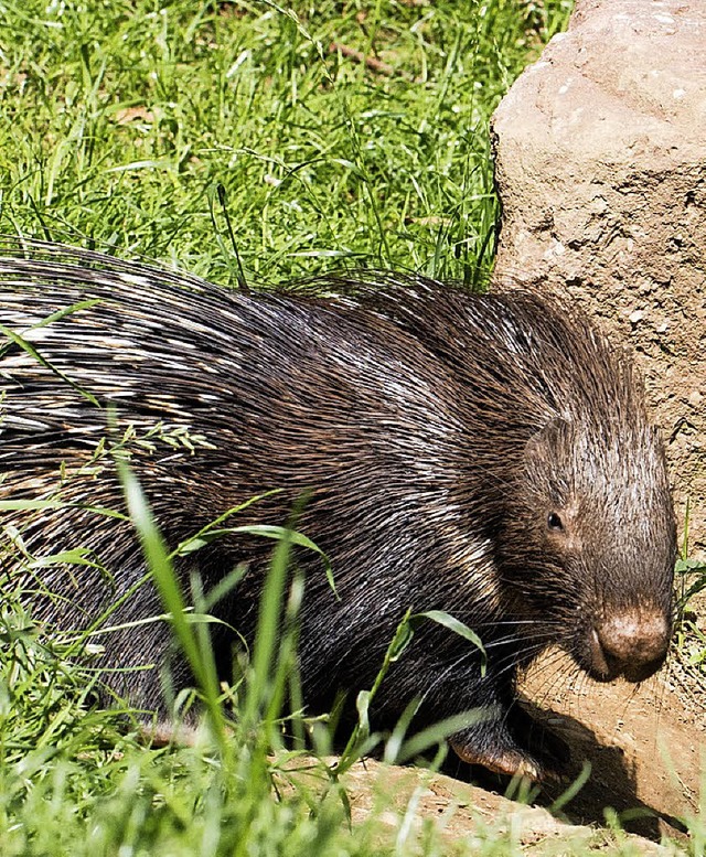 Neu im Zoo: Stachelschwein und Waldrapp-Junges.   | Foto: Verein