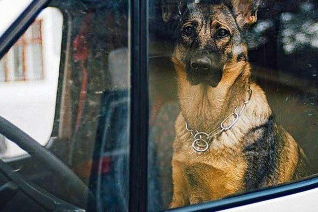 Schferhund muss auf Europa-Park-Parkplatz aus Auto befreit werden