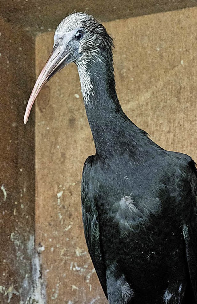 Der kleine Waldkircher Waldrapp sieht seinen Eltern bereits hnlich.   | Foto:  Gabriele Zahn