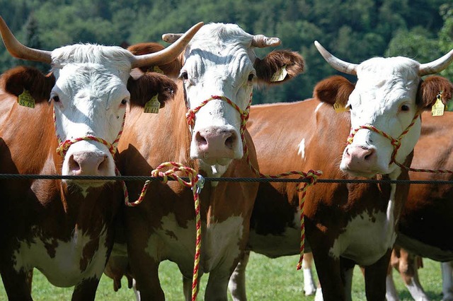 Rinder sollen keine Todesangst haben: ... Schlachteinheit leisten (Symbolbild).  | Foto: Kathrin Ganter