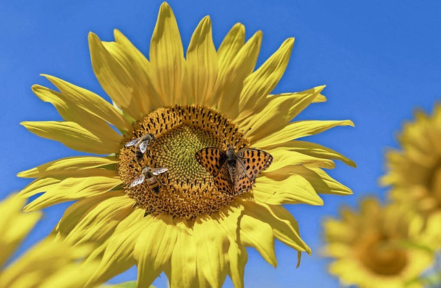 Eintrchtig an der Sonnenblume &#8211; Bienen und Schmetterling  | Foto: dpa