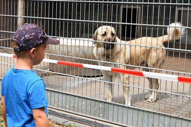 Mehr als die Hlfte aller Hunde drfen nicht vermittelt werden