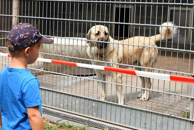 30 Hunde leben derzeit im Tierheim im Stadtteil Lehen.  | Foto: Rita Eggstein