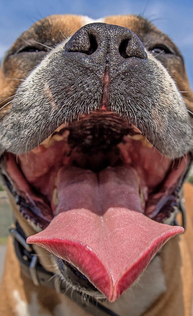 Die Hundstage haben begonnen, es wird hei.   | Foto: Symbolfoto: Roessler/dpa