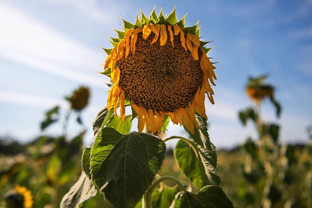 Nicht nur diese Sonnenblume lsst bei ...ndwirte ist durch die Hitze gefhrdet.  | Foto: dpa