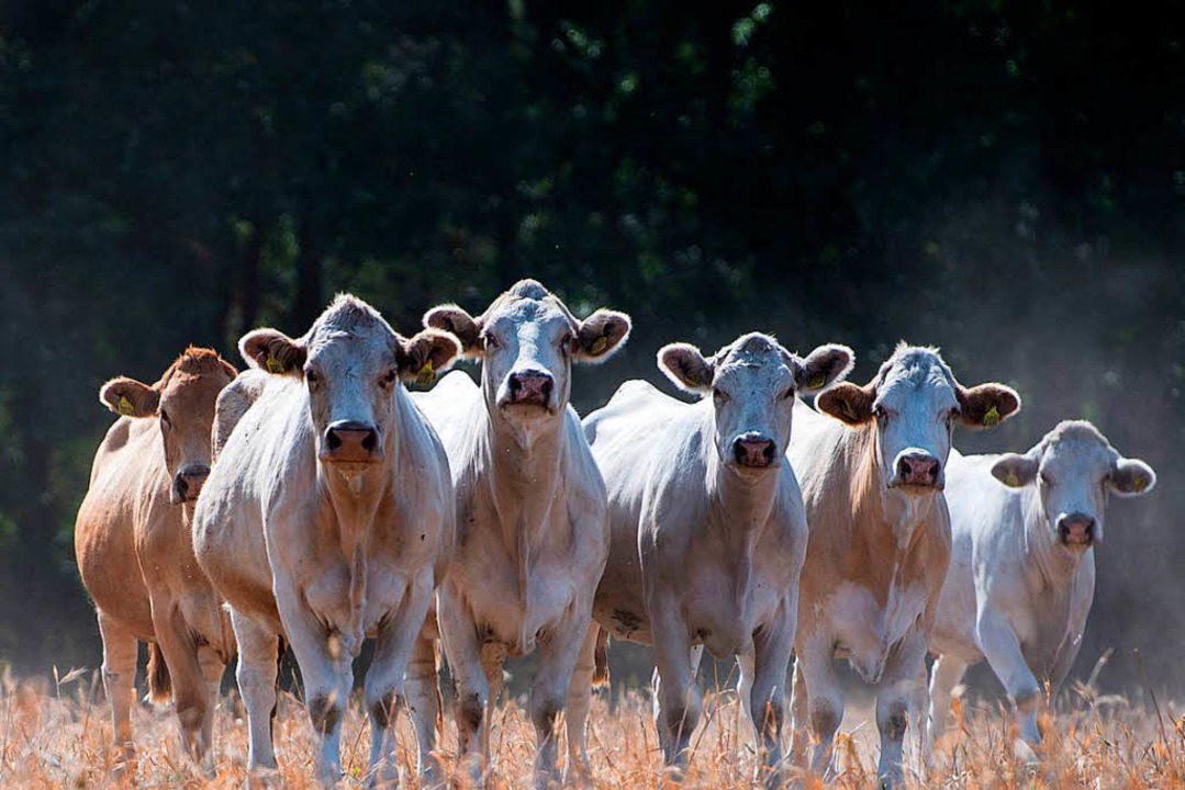 Weil es wenig Futter gibt, werden mehr Kühe als sonst frühzeitig geschlachtet.  | Foto: dpa