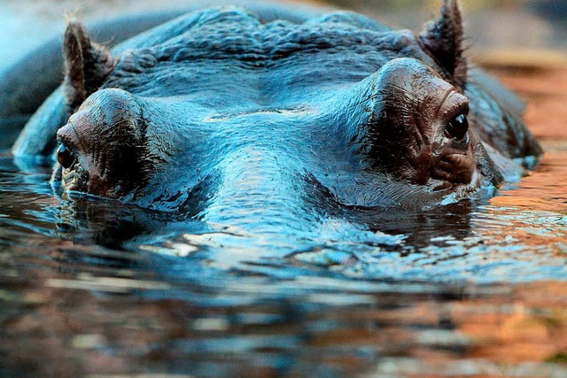 Das Flusspferd auf diesem Foto ist in einem Berliner Zoo beheimatet.  | Foto: dpa