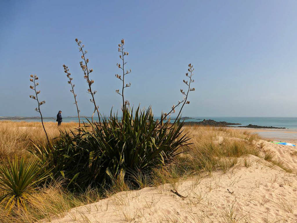 Eingewandert: Mitbringsel aus Neuseeland – exotische Pflanzenwelt auf Herm 