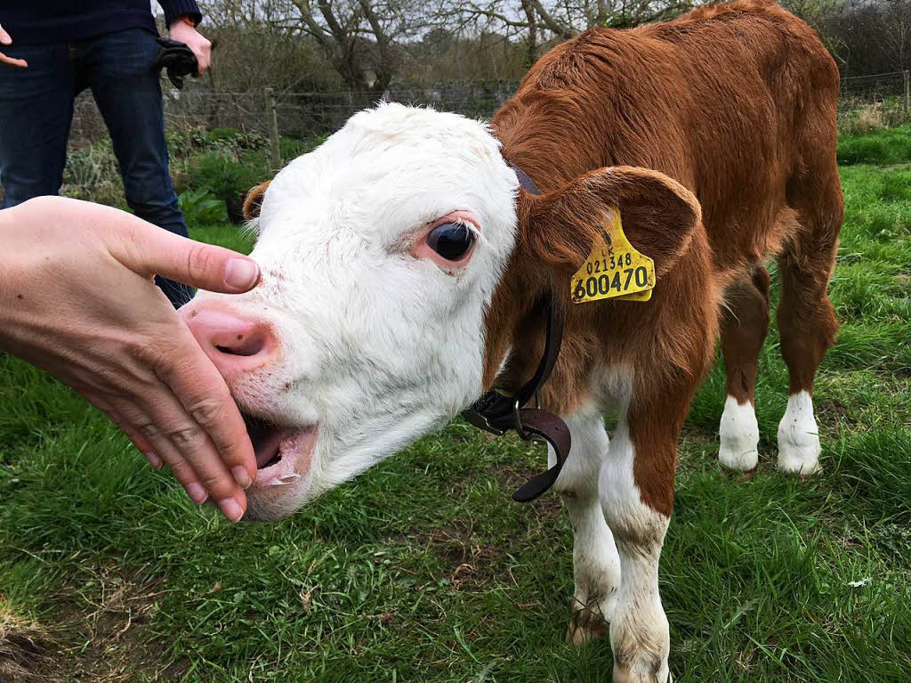 Geben eine besonders fette und carotinhaltige Milch: Guernsey-Khe (hier ein Klbchen) 