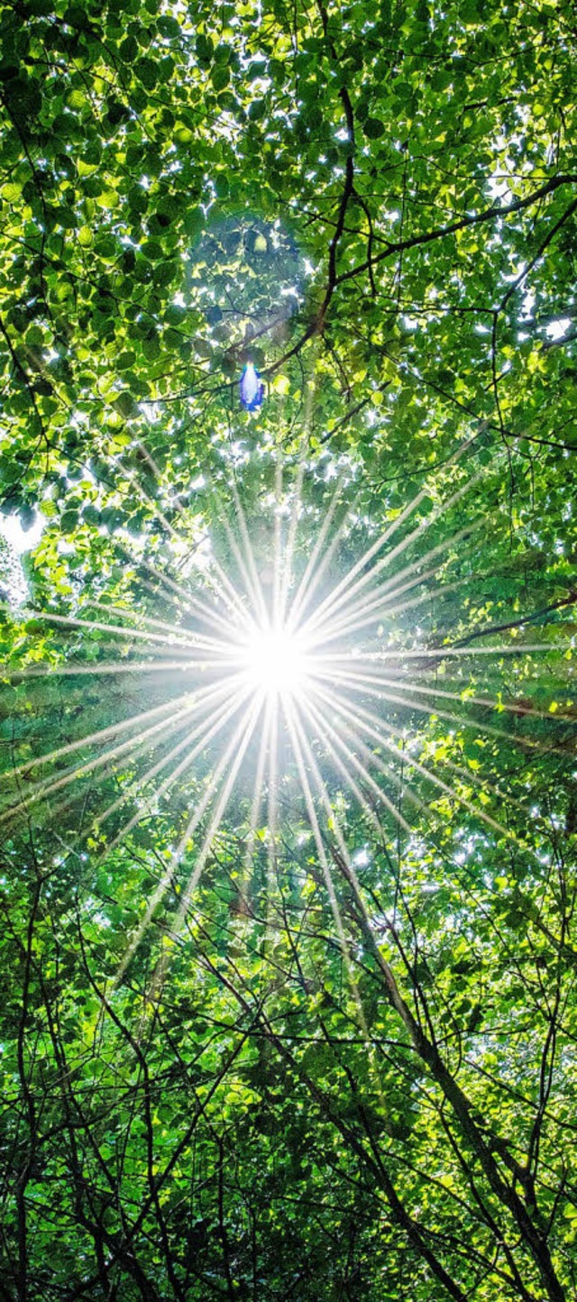 Die strahlende Sonne versetzt  Buchenwlder in Stress.   | Foto: dpa