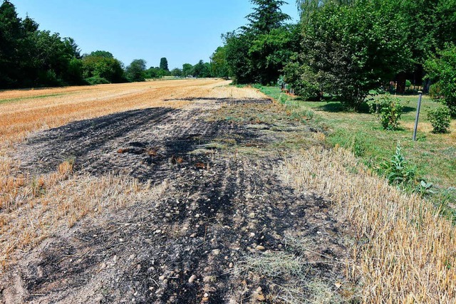 Sdlich der Ritterstrae in Grenzach-W...nachbartes Feld teilweise abgebrannt.   | Foto: Monika Vollmar