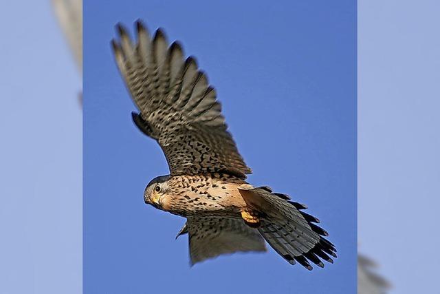 Vogelkundliche Morgenwanderung im Naturschutzgebiet Feldberg