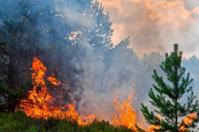 Waldbrnde sind im Sommer nicht ungewhnlich &#8211; eigentlich.  | Foto: dpa