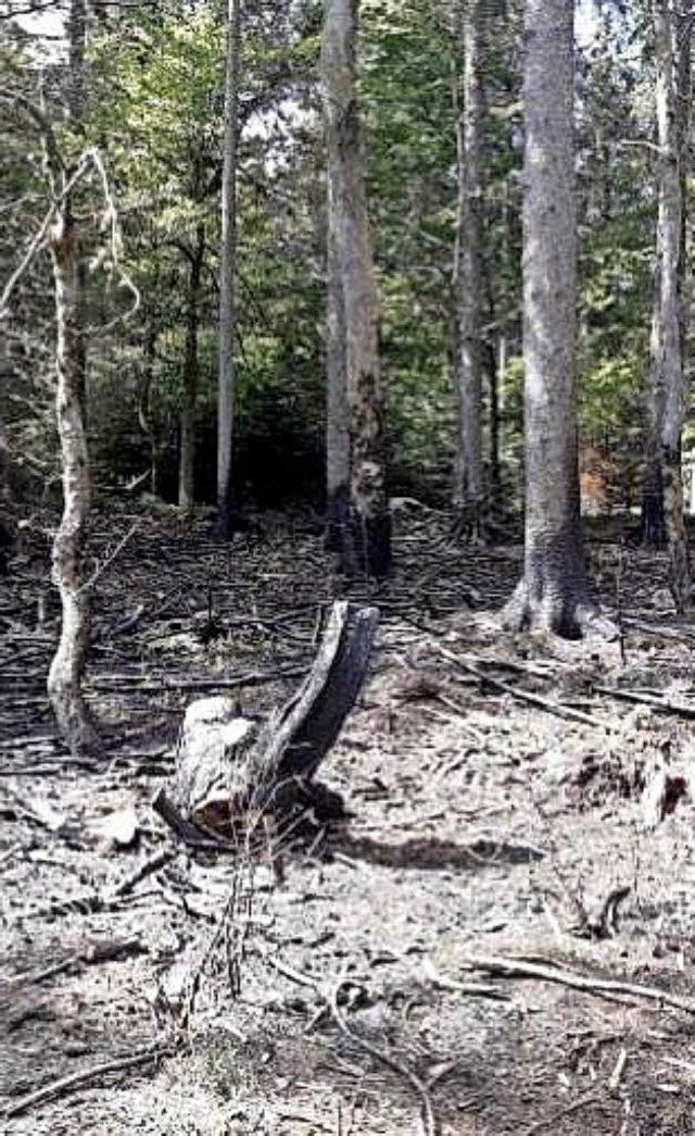 Unterirdisch kann Feuer sich im Wald t... fhrte wohl auch zum Brand in Grwihl  | Foto: Landkreis