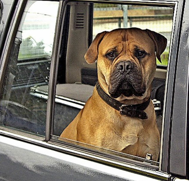 Hunde im Auto sollten stets gesichert sein.   | Foto: dpa