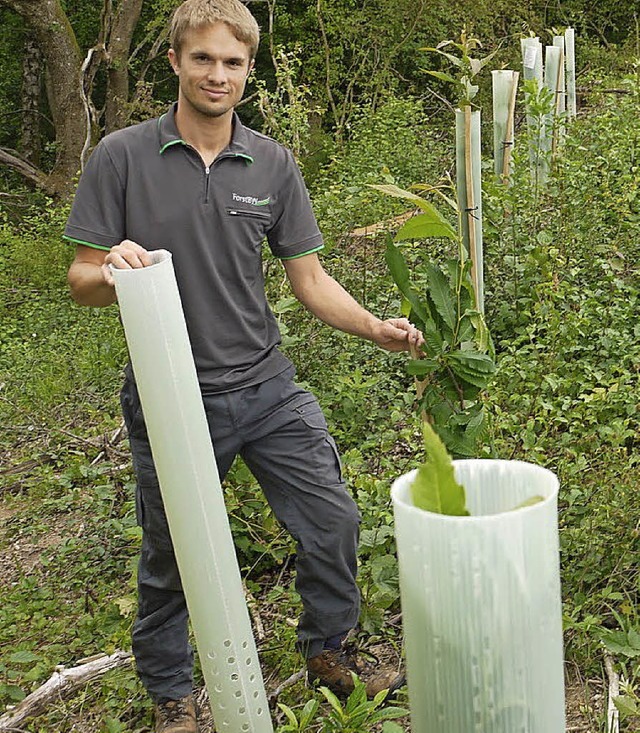 Der stellvertretende Leiter des Forstb...ft die neu gepflanzten Edelkastanien.  | Foto: Hans Loritz