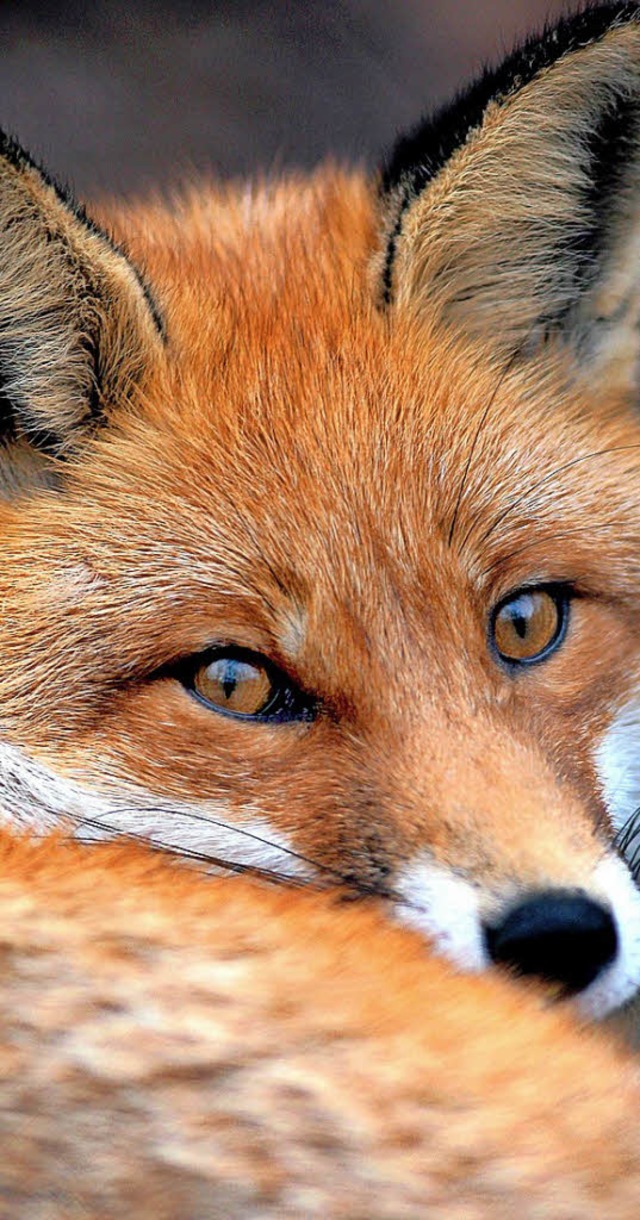 Meister Reinecke Fuchs sorgt derzeit i... er schon mehrere Hhner gerissen hat.  | Foto: DPA