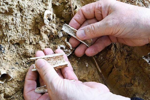 Bauarbeiter entdecken mittelalterlichen Friedhof in Denzlingen