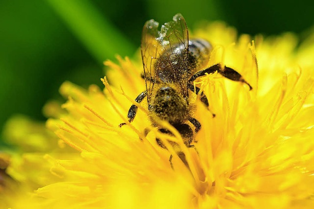 Bei der Arbeit: Eine Biene in einer Lwenzahnblte  | Foto: dpa