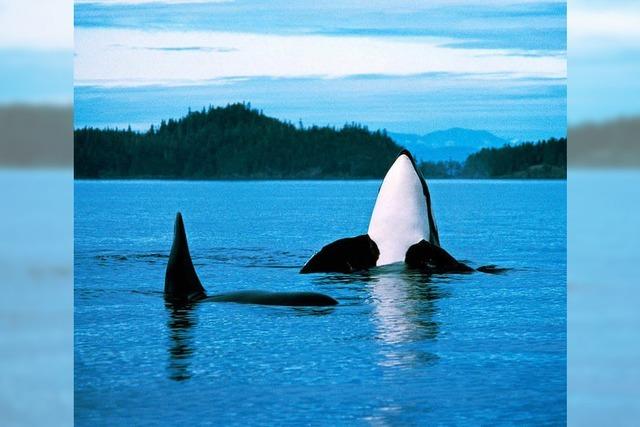 Den Orcas droht der schleichende Tod