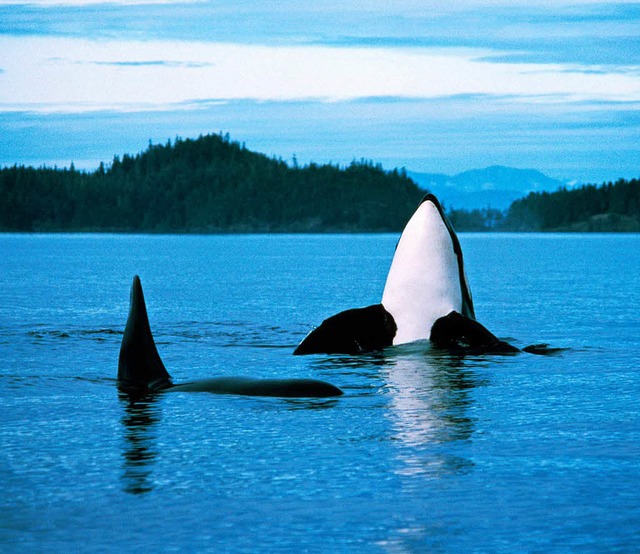 Orcas vor British Columbia  | Foto: Verwendung weltweit, usage worldwide