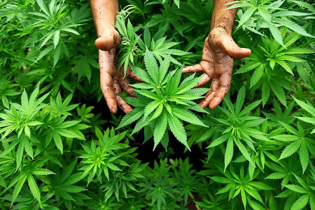 Cannabis-Pflanzen.  | Foto: dpa