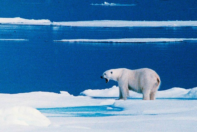 Ein Eisbr steht auf einer Eisscholle bei Spitzbergen  | Foto: dpa