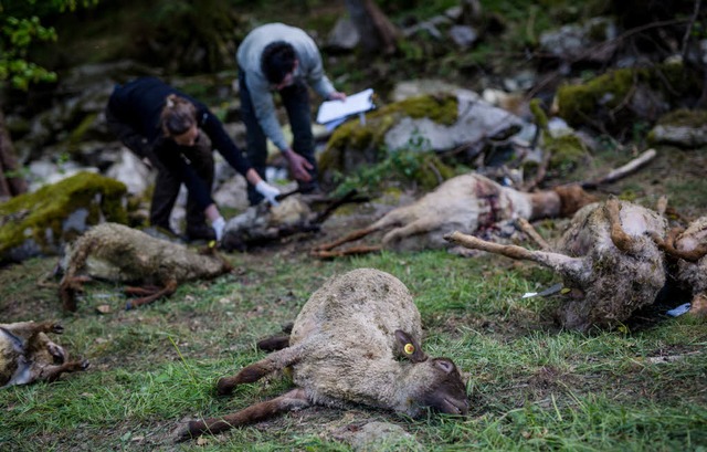 Ende April hatte ein Wolf ber 40 Schafe in Bad Wildbad gerissen.  | Foto: dpa