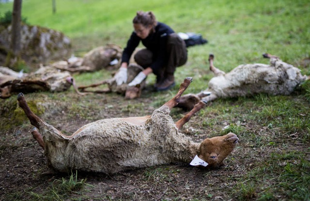 Ende April hatte ein Wolf ber 40 Schafe in Bad Wildbad gerissen.  | Foto: dpa