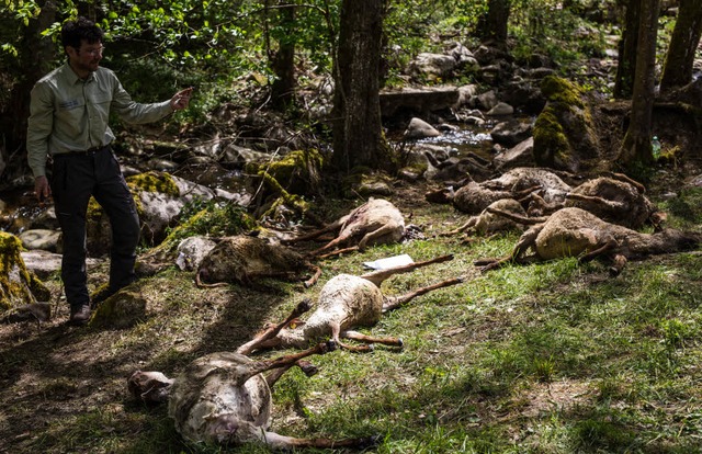 Ende April hatte ein Wolf ber 40 Schafe in Bad Wildbad gerissen.  | Foto: dpa