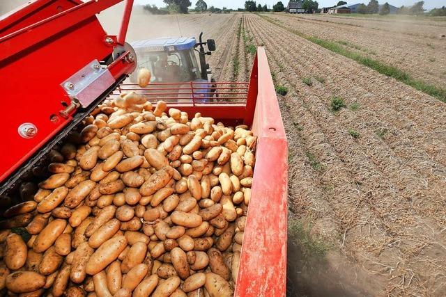 Drre trifft Kartoffeln: Pommes knnten teurer werden