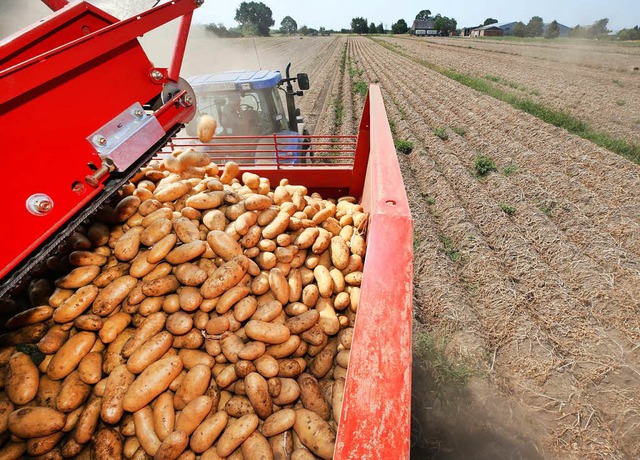 Staubig und trocken ist es bei der Ern...ete Früchte gelten als Frühkartoffeln. | Foto: dpa Staubig und trocken ist es bei der Ern...ete Früchte gelten als Frühkartoffeln. | Foto: dpa