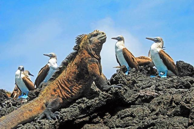 Galapagos – und die Geschichte der Angermeyers und Wittmers