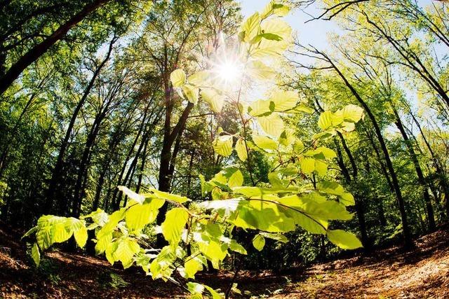 Trockenstress: So leidet der Wald unter der anhaltenden Hitze