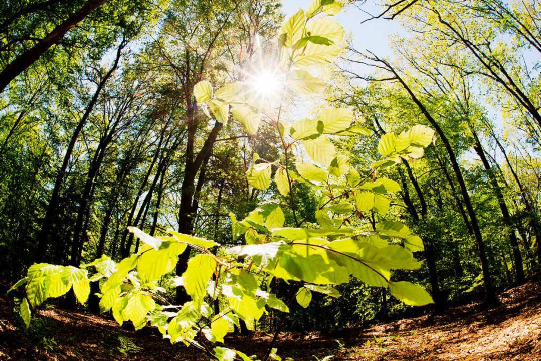 Trockenstress: So Leidet Der Wald Unter Der Anhaltenden Hitze ...