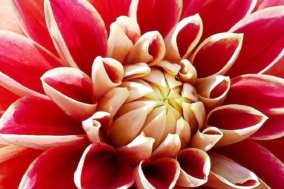 Trotz der Hitze, die derzeit viel verdorren lässt, gelingt es den Gärtnern im Bad Krozinger Kurpark das Blumenfeld sommerlich bunt zu bestücken. Hauptsächlich mit Dahlien, kein Wunder: kommen diese doch aus Mexiko und Guatemala. (Foto: Hans-Peter Müller) Trotz der Hitze, die derzeit viel verdorren lässt, gelingt es den Gärtnern im Bad Krozinger Kurpark das Blumenfeld sommerlich bunt zu bestücken. Hauptsächlich mit Dahlien, kein Wunder: kommen diese doch aus Mexiko und Guatemala. (Foto: Hans-Peter Müller)