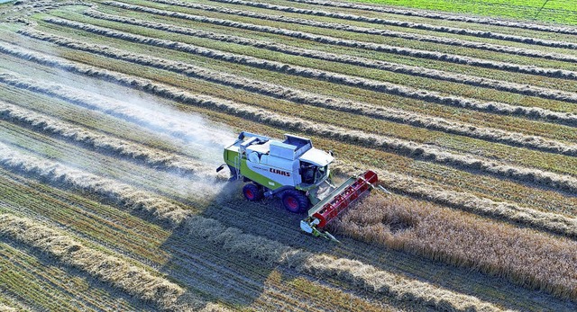 Die Mhdrescher sind derzeit, wie hier...den Feldern bei Lffingen im Einsatz.   | Foto: Philippe Thines