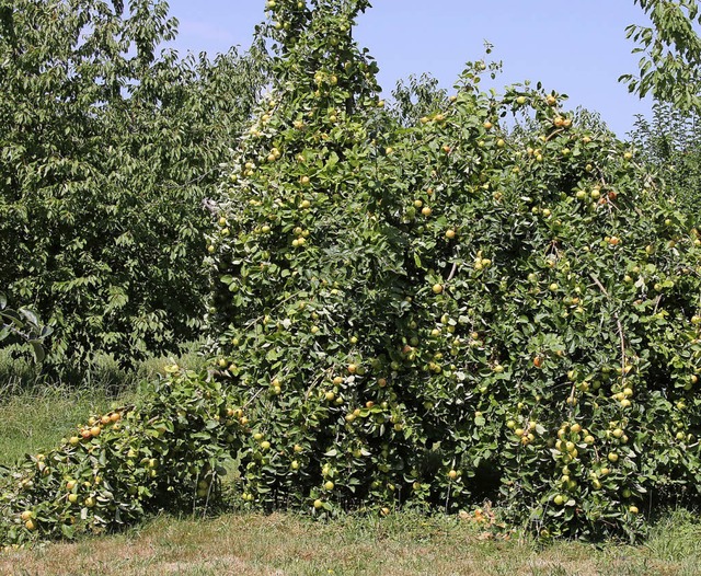 Manche Obstbume sind unter der Last s...en beim Mais (rechts) groe Verluste.   | Foto: Spether