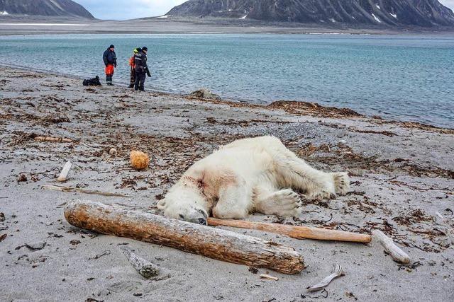 Tourismusforscher: Unflle wie mit dem Eisbren lassen sich nicht ausschlieen