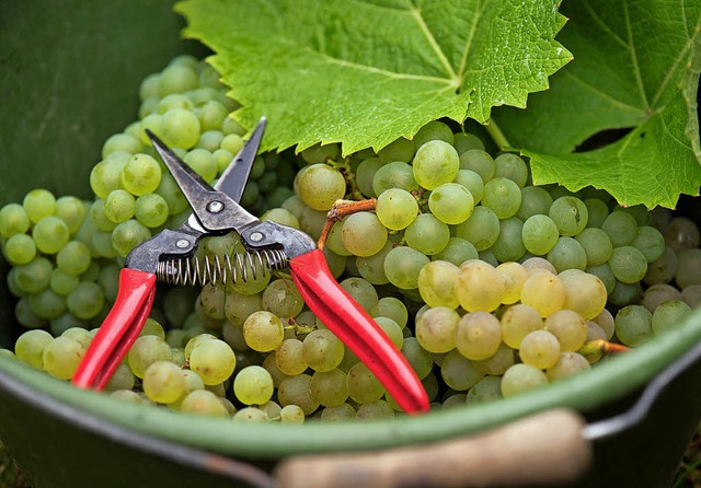 Die Weinmenge wird dieses Jahr wohl leicht ber dem Durchschnitt liegen.  | Foto: dpa