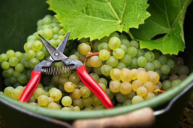 Frisch geerntet: Weintrauben im Bottich.   | Foto: dpa