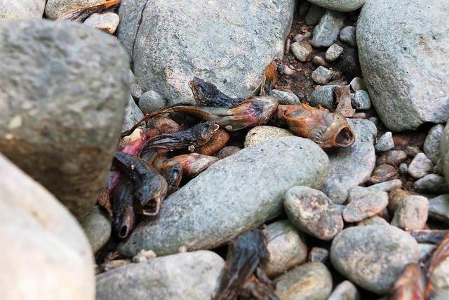 Wasserfreie Bche sorgen im Dreisamtal fr Fischsterben